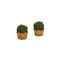 HARBURN HOBBIES Bushy Shrubs in Terracotta Planters (2) OO Gauge SS315